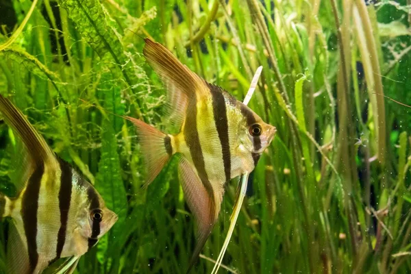 Tiro Subaquático Altum Angelfish Algeas — Fotografia de Stock