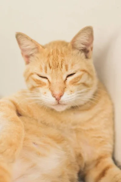 Gato Sonolento Bonito Descansando Lado Uma Parede Branca — Fotografia de Stock