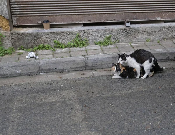 Zwei Katzen Auf Der Straße Liegen Übereinander — Stockfoto
