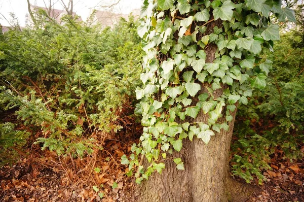 Ένα Πάρκο Ένα Όμορφο Πράσινο Φυτό Taxus Baccata — Φωτογραφία Αρχείου