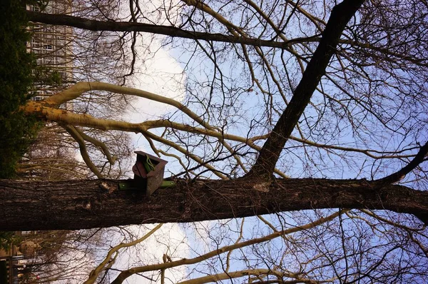 Eine Vertikale Aufnahme Eines Hohen Baumes Mit Einem Vogelnest — Stockfoto