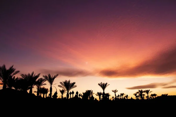 Eine Silhouette Von Bäumen Mit Einer Schönen Landschaft Von Sonnenuntergang — Stockfoto
