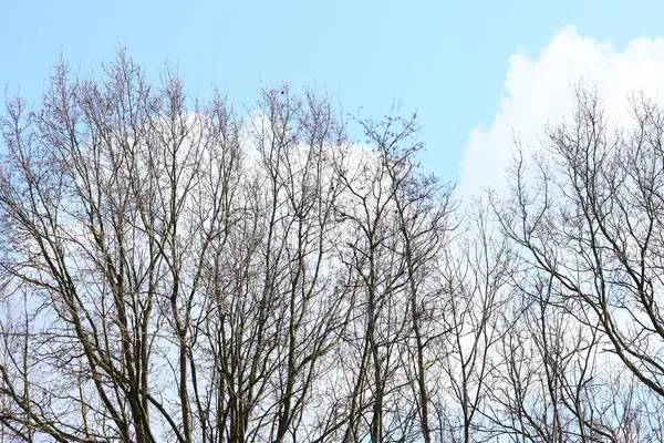 Bulutlarla Dolu Bir Gökyüzünün Altında Yan Yana Birkaç Kuru Ağaç — Stok fotoğraf