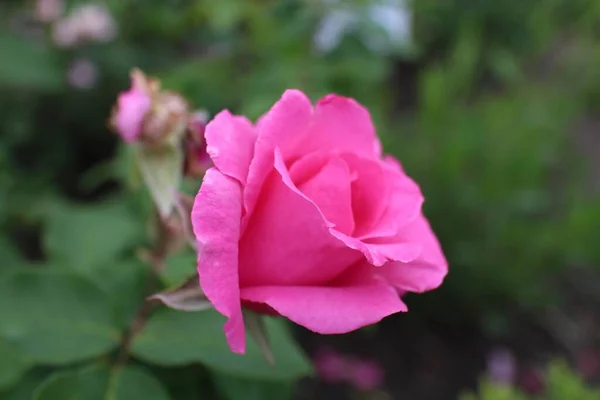 Збільшення Садової Троянди Оточенні Зелені Під Сонячним Світлом Розмитим Фоном — стокове фото