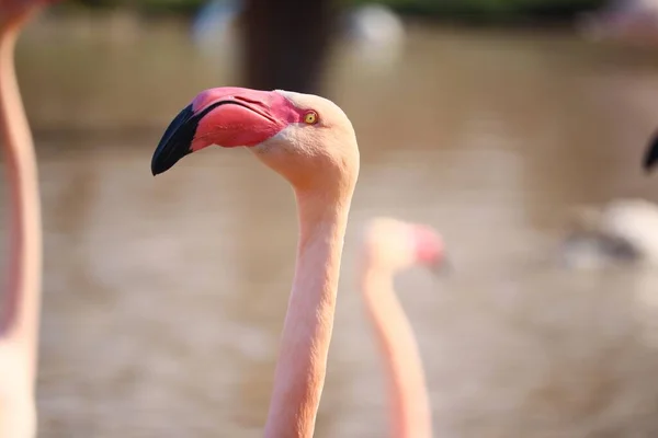 Een Close Shot Van Het Hoofd Van Een Roze Flamingo — Stockfoto
