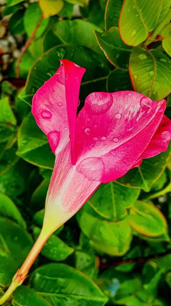 Vertical Closeup Shot Pink Beautiful Flower Water Drops — Stock Photo, Image