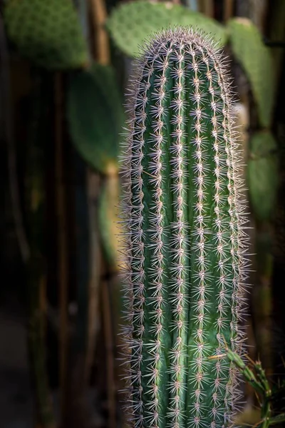 Vertikal Bild Kaktus Med Små Spikar — Stockfoto