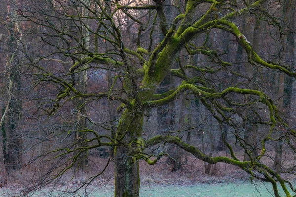 在克罗地亚萨格勒布的Maksimir森林公园 一张美丽的老橡树照片 上面覆盖着绿色苔藓 — 图库照片