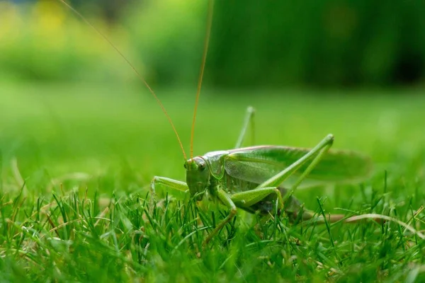 草丛中一只绿色蚱蜢的特写镜头 — 图库照片