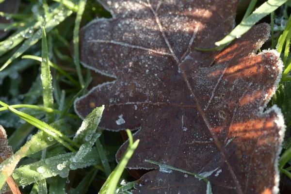 Closeup Shot Brown Oak Leaf Frost Grass Field — Stock Photo, Image