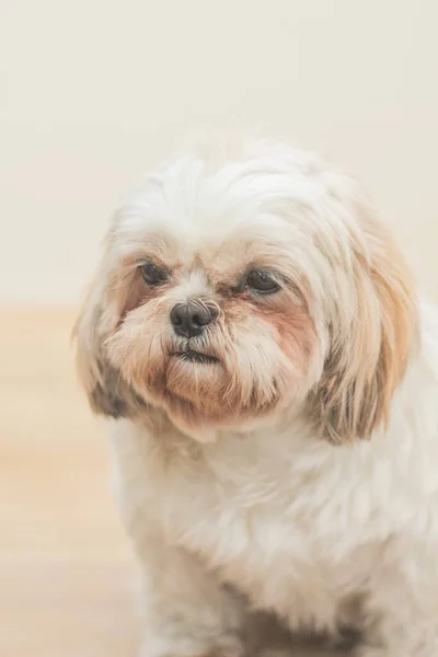 Perro Marrón Claro Raza Mal Shih Delante Una Pared Blanca —  Fotos de Stock