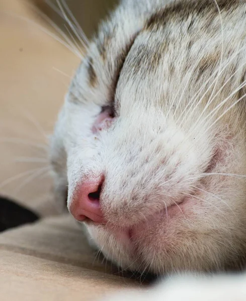 Eine Vertikale Nahaufnahme Einer Schlafenden Katze Unter Dem Licht Mit — Stockfoto