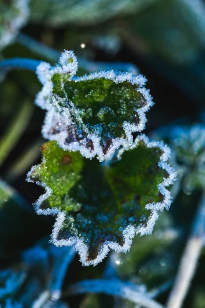 Sebuah Gambar Closeup Daun Beku Maksimir Park Zagreb Kroasia Pada — Stok Foto