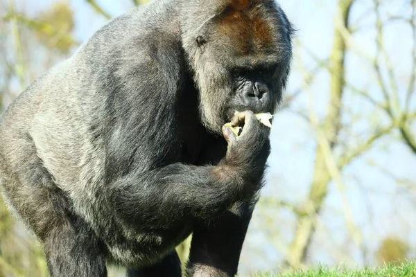 Gros Plan Gorille Noir Mangeant Nourriture Près Arbre — Photo