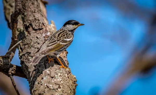 Paruline Polyglotte Été Abattue Lors Migration Printanière Dans Réserve Faunique — Photo