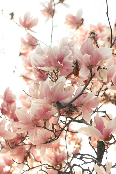 Een Verticaal Shot Van Purper Witte Bloemen Een Tak — Stockfoto