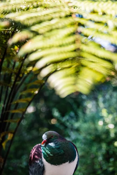 Tiro Close Belo Pássaro Único Sentado Sob Folhas Tropicais — Fotografia de Stock