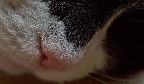背景がぼやけているライトの下の黒い猫の鼻の閉鎖 — ストック写真