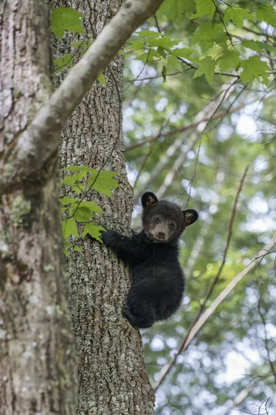 在阳光下 一只小黑熊爬上森林里的一棵树的垂直图片 — 图库照片