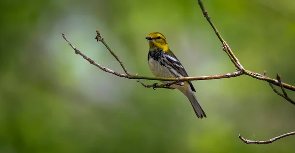 オークハーバーのMagee Marsh Wildlife Areaで春の移住中にボードウォークを撮影した黒い喉の緑のウォーブラー Setophaga Virens — ストック写真