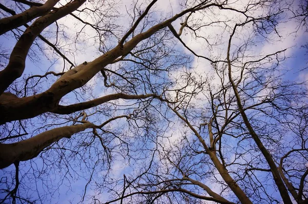 Eine Flache Aufnahme Eines Alten Blattlosen Baumes Unter Einem Schönen — Stockfoto
