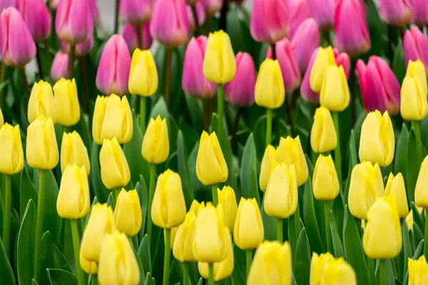 Beautiful Shot Colorful Tulips Field Sunny Day Perfect Background — Stock Photo, Image