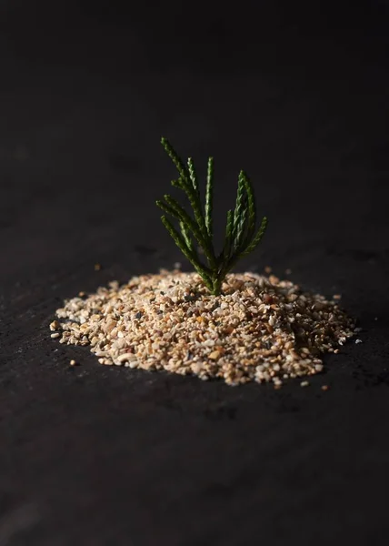 Selektiv Fokusbild Liten Grön Växt Med Grov Sand Med Suddig — Stockfoto