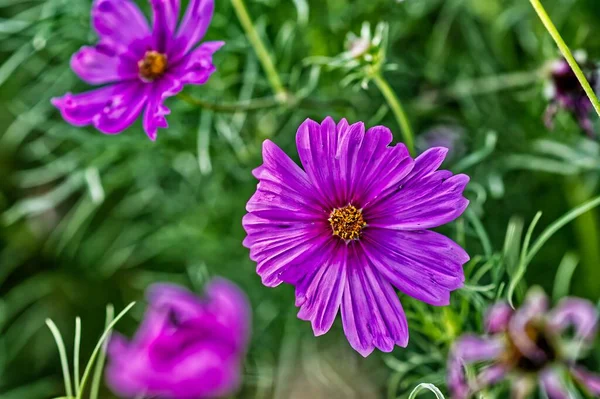 Several Purple Flowers Next Each Other Surrounded Green Grass — Stock Photo, Image