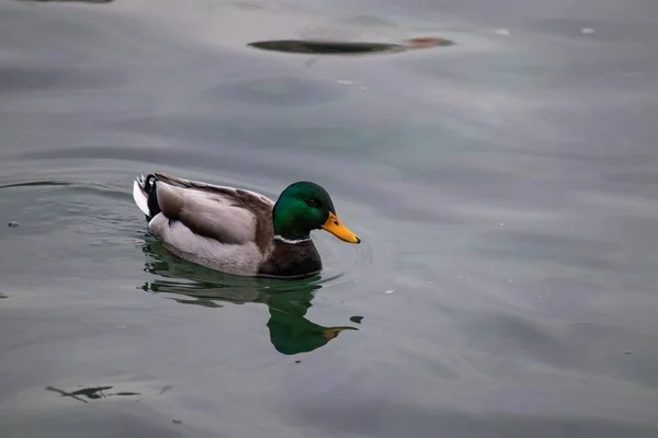 Eine Hochwinkelaufnahme Einer Stockente Die Wasser Schwimmt — Stockfoto