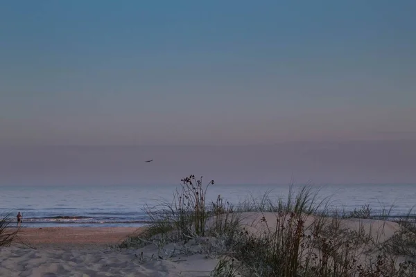 Широкоугольный Снимок Нескольких Растений Песке Перед Пляжем — стоковое фото