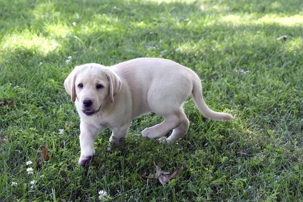 Closeup Shot Cute Little Yellow Labrador Retriever Puppy Playing Lawn — Stock Photo, Image