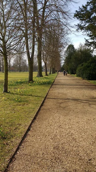 Sentiero Attraverso Parco Fiancheggiato Tee Nude Cespugli — Foto Stock