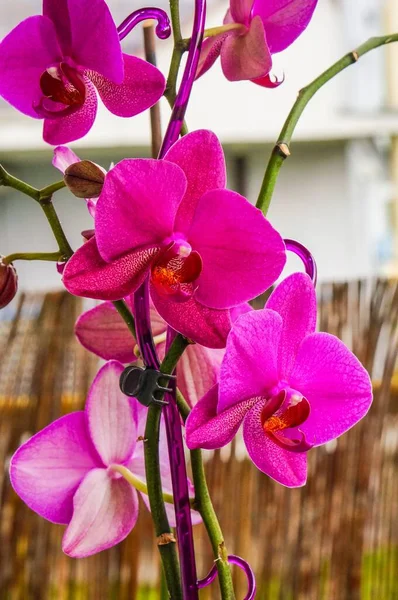Вертикальний Крупним Планом Знімок Красивих Рожевих Орхідей Розмитим Тлом — стокове фото