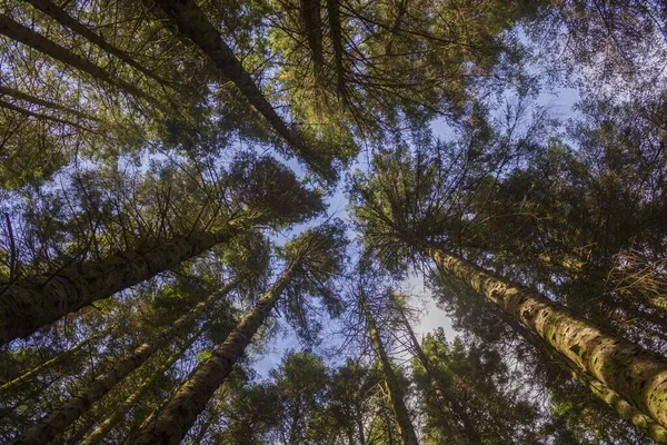 Çam Ormanı Yapraklı Yeşil Ağaçlar Mavi Gökyüzü — Stok fotoğraf