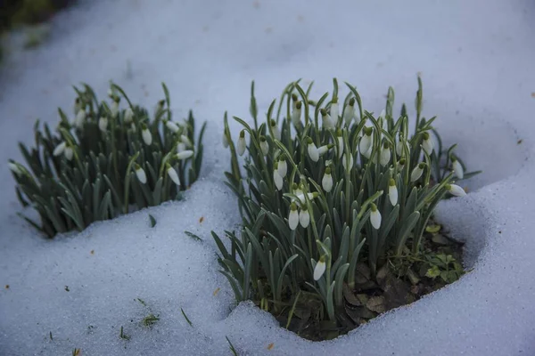 Ładny Biały Śnieg Kwiaty Śnieżnym Gruncie Początek Wiosny — Zdjęcie stockowe