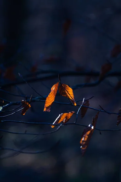 克罗地亚萨格勒布Maksimir公园一个树枝上的褐色叶子的选择性焦点照片 背景模糊不清 — 图库照片