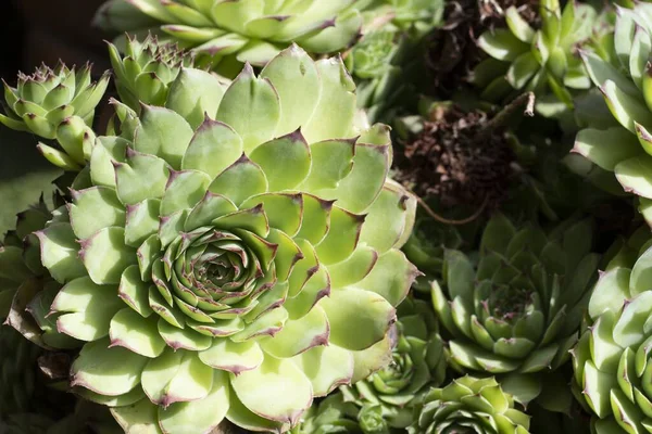 Eine Nahaufnahme Von Echeveria Kaktus Mit Violetten Spitzen — Stockfoto