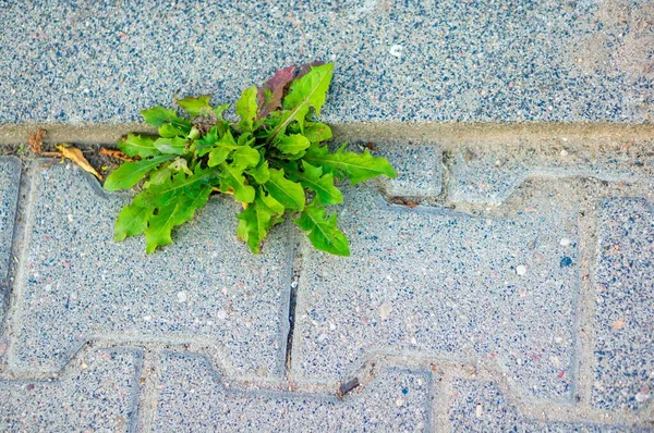 Висококутний Знімок Зеленої Трави Росте Крізь Камені — стокове фото
