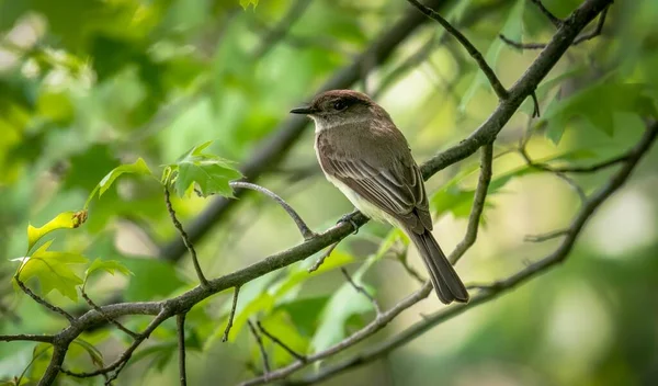 Eastern Phoebe Neergeschoten Van Boardwalk Tijdens Lente Migratie Bij Magee — Stockfoto