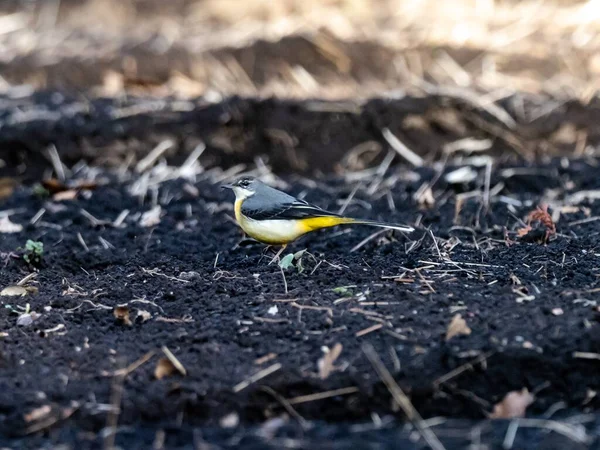 Hermoso Tiro Lindo Pájaro Wagtail Gris Suelo Campo Japón — Foto de Stock