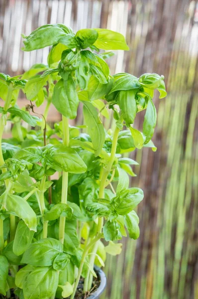 Een Close Shot Van Een Groene Basilicum Plant Een Pot — Stockfoto