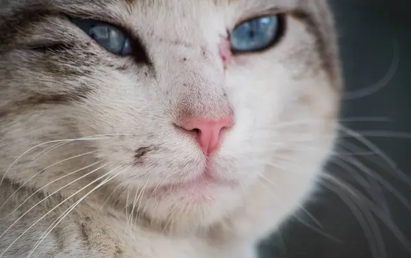 Primer Plano Gato Blanco Con Ojos Azules Bajo Las Luces —  Fotos de Stock