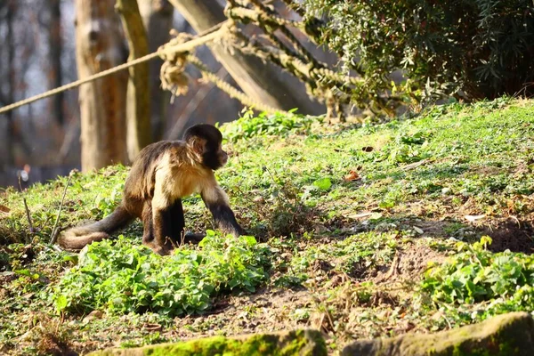 Tiro Ângulo Largo Macaco Grama Verde — Fotografia de Stock