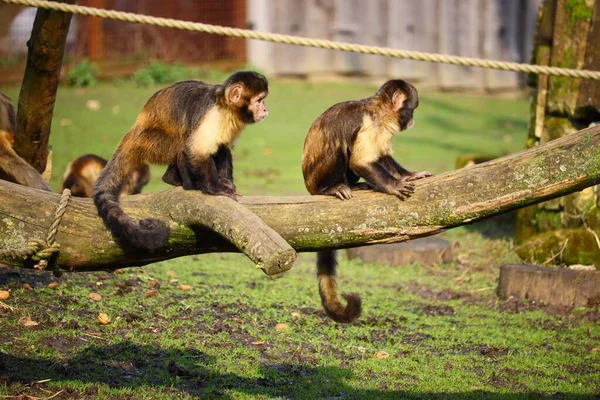 Zwei Affen Nebeneinander Sitzen Auf Einem Stück Holz — Stockfoto
