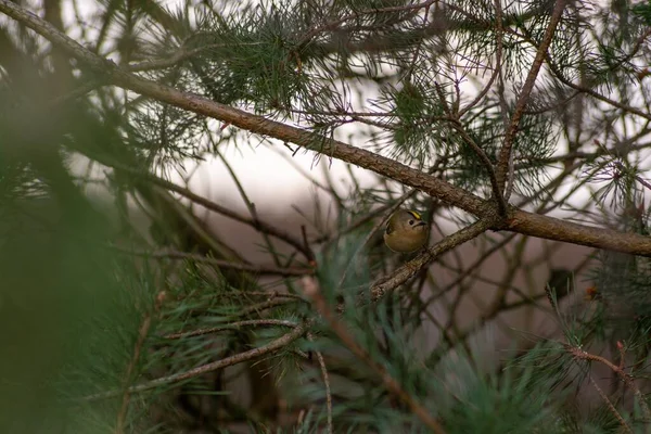 Arkaplanı Bulanık Bir Çam Ağacının Dalında Dinlenen Sevimli Bir Kuşun — Stok fotoğraf