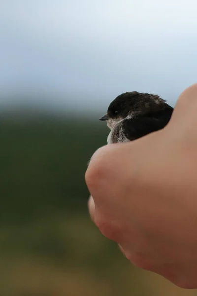 Närbild Hand Som Håller Svart Chickadee Med Suddig Bakgrund — Stockfoto