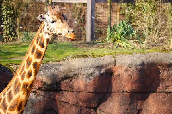 Long Cou Une Girafe Entourée Herbe Plantes Dans Zoo — Photo