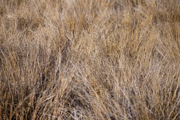 Tiro Ângulo Alto Campo Grama Seca Maksimir Park Zagreb Croácia — Fotografia de Stock