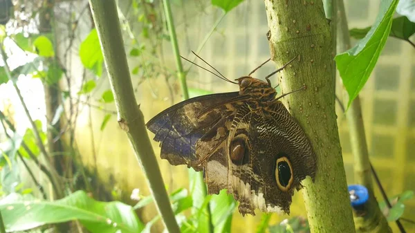 Hermoso Primer Plano Una Mariposa Sobre Hojas Con Ramas Árbol —  Fotos de Stock