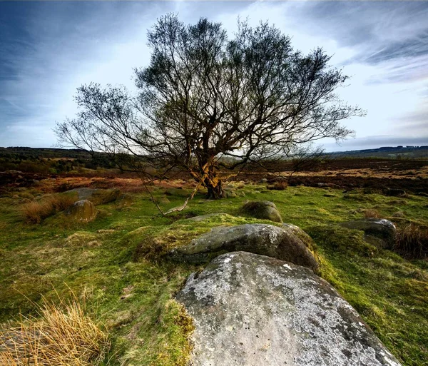 イギリスのピーク地区のオウラー トールの岩に囲まれた古代の木 — ストック写真